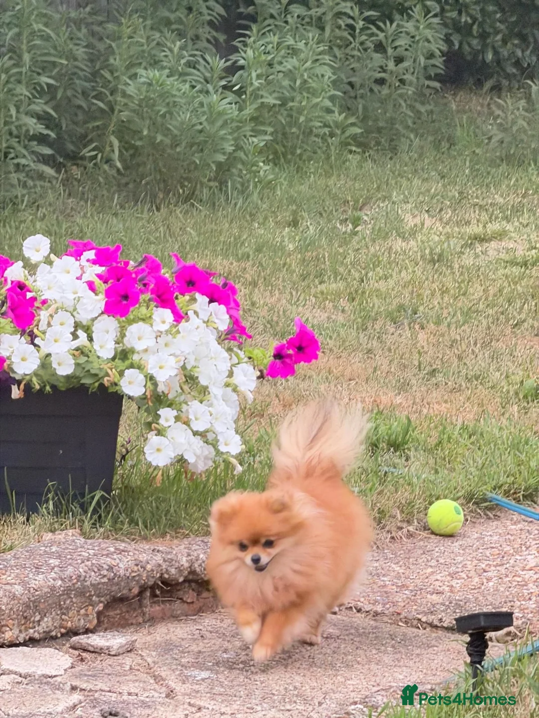 Pomeranian dogs for sale: Amazing mini Pom - Advert 6
