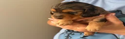 Miniature Dachshund dogs for sale: Outstanding litter of miniature sausage dogs  - Advert 3