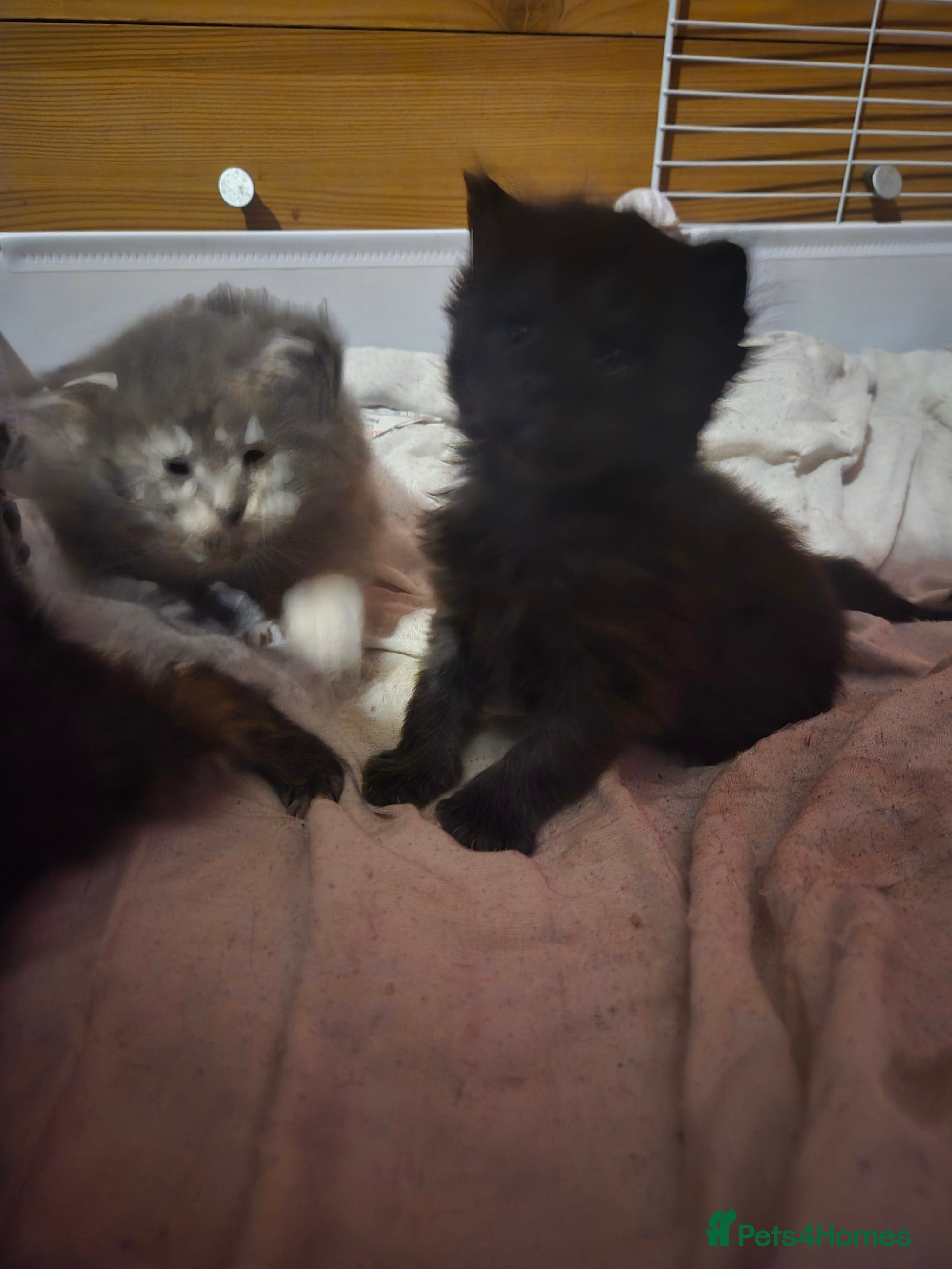 Maine Coon cats Russian /xxl maine coon - Advert 10