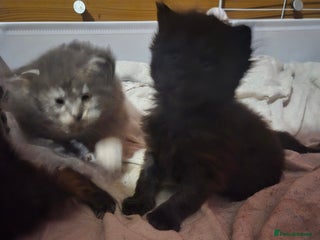 Maine Coon cats Russian /xxl maine coon - Advert 10