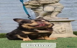 French Bulldog dogs for sale: French buldog visual fluffy male  - Image 10