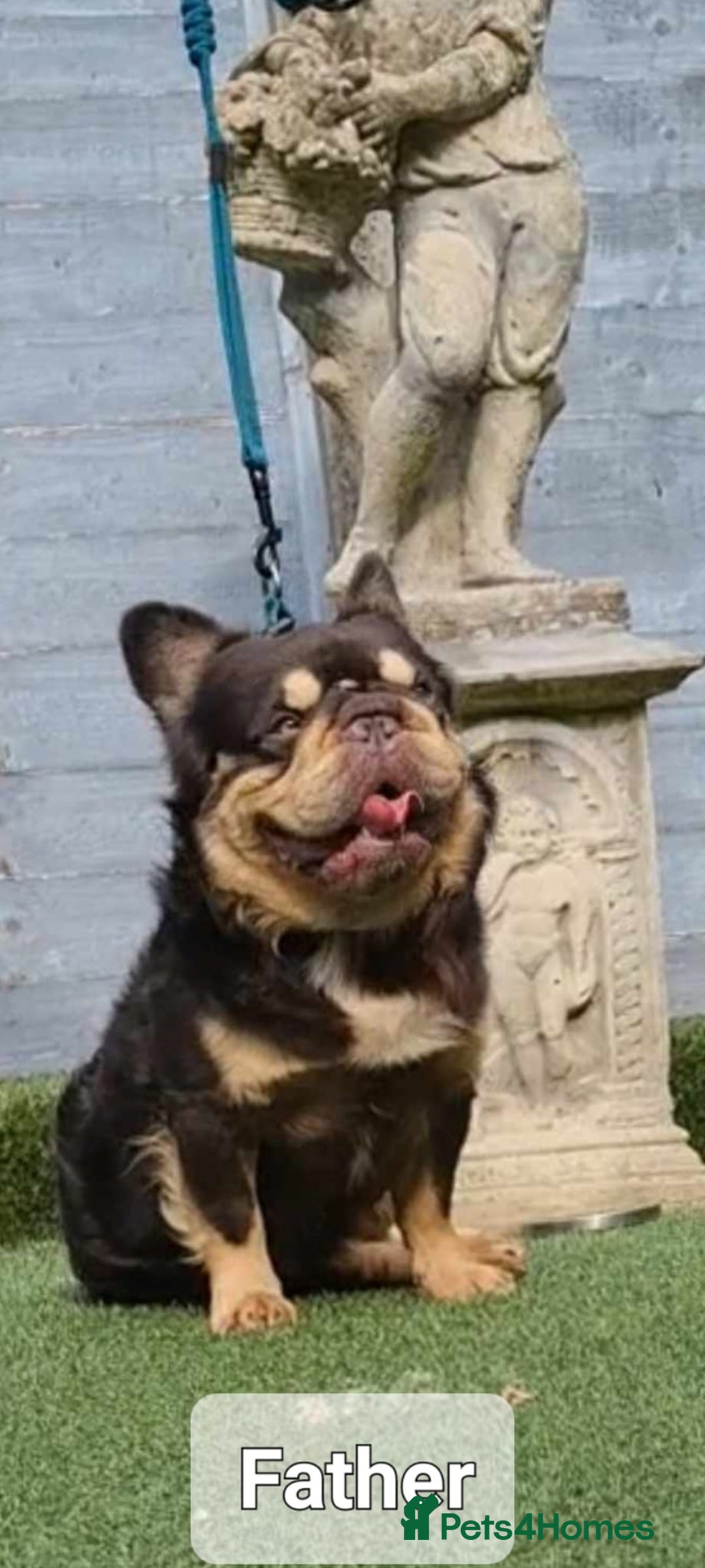 French Bulldog dogs for sale: French buldog visual fluffy male  - Image 10