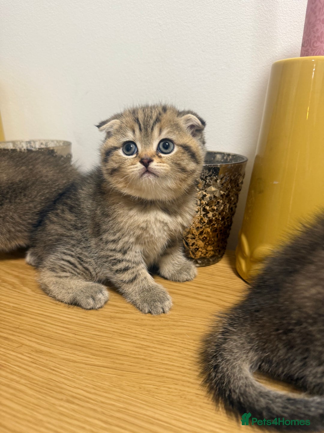 British Shorthair cats for sale: British rainbow shorthair kittens - Image 6