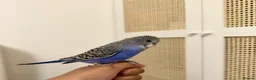 Budgerigars birds for sale: Baby split tcb/bf budgies available w/ full setup - Advert 6