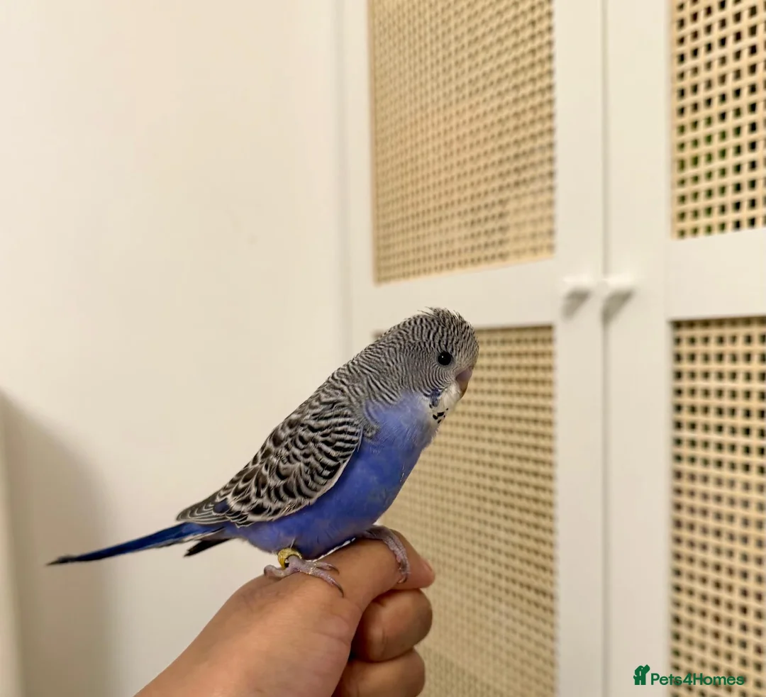 Budgerigars birds for sale: Baby split tcb/bf budgies available w/ full setup - Advert 6