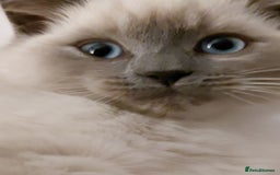 Ragdoll cats for sale: Blue seal point Ragdoll kittens  - Advert 9