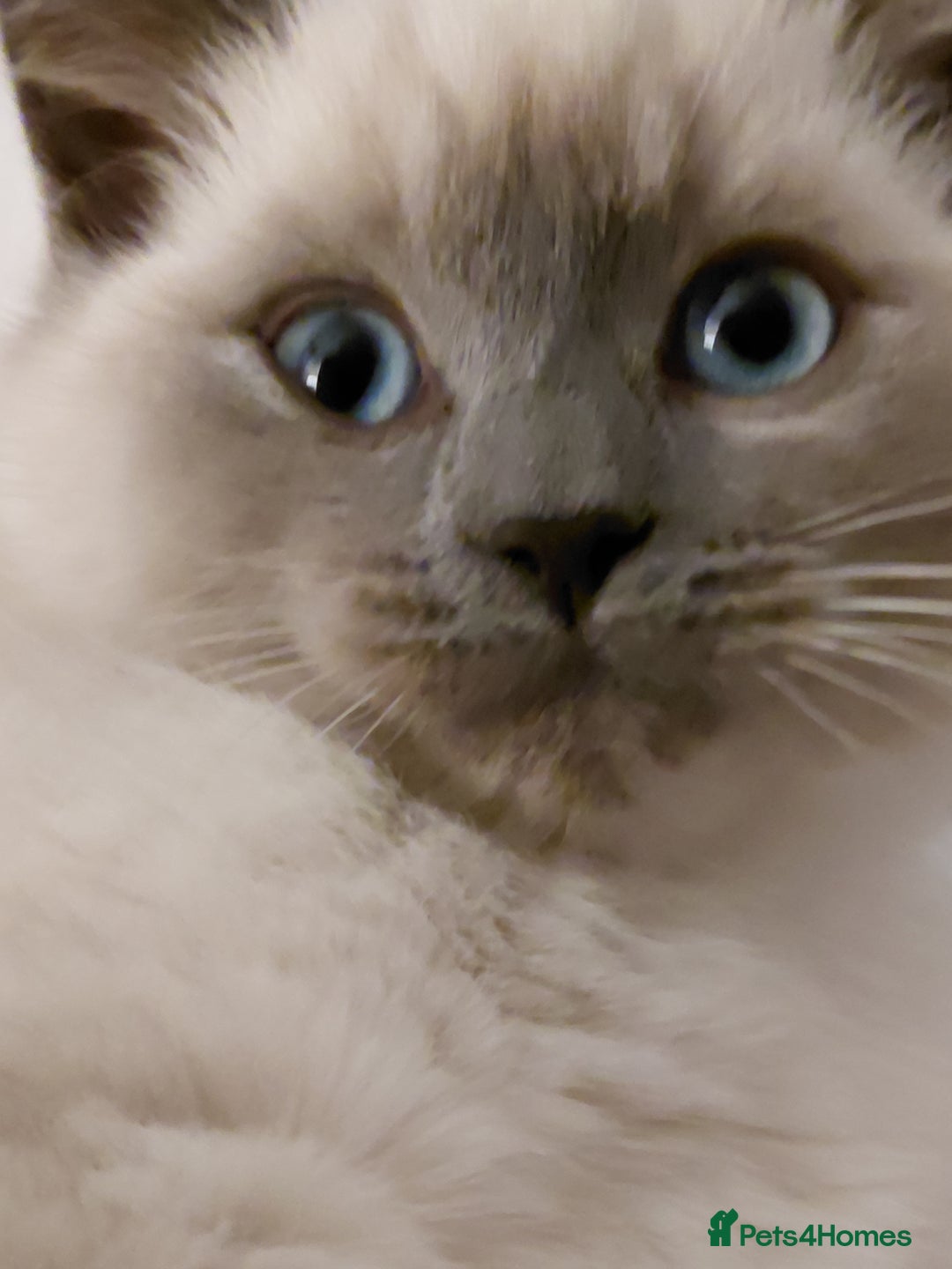Ragdoll cats for sale: Blue seal point Ragdoll kittens  - Advert 9