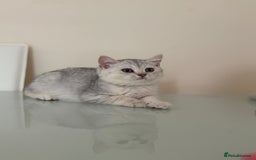 British Shorthair cats for sale: Pedigree|Champion Lines|GCCF Registered| - Image 34