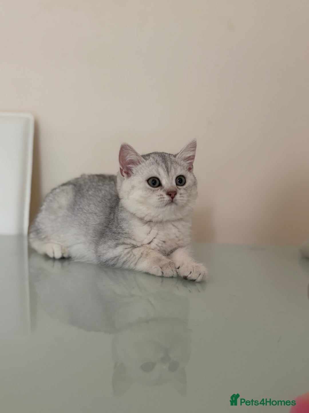 British Shorthair cats for sale: Pedigree|Champion Lines|GCCF Registered| - Image 34