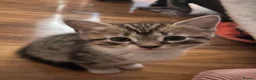 Mixed Breed cats for sale: Tabby kitty  - Advert 2