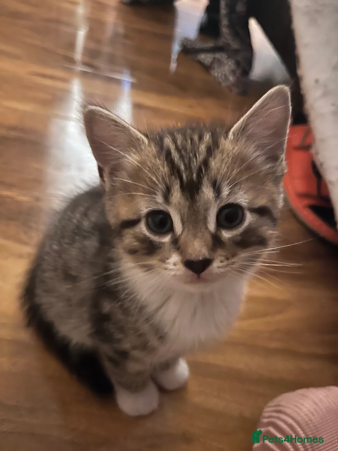 Mixed Breed cats for sale: Tabby kitty  - Advert 2