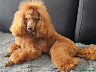 Toy Poodle dogs in Birmingham - Advert 1