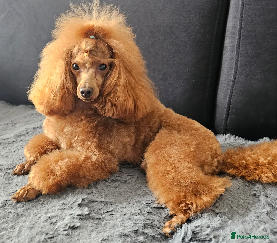 Toy Poodle dogs for stud: Cruft qualifying*KC *dark red** import from BnH in Birmingham - Advert 3