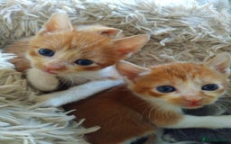 Mixed Breed cats for sale: 7 beautiful male kittens - Image 6