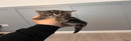 Mixed Breed cats for sale: Kittens for sale  - Advert 12