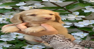 Miniature Dachshund dogs - Advert 6