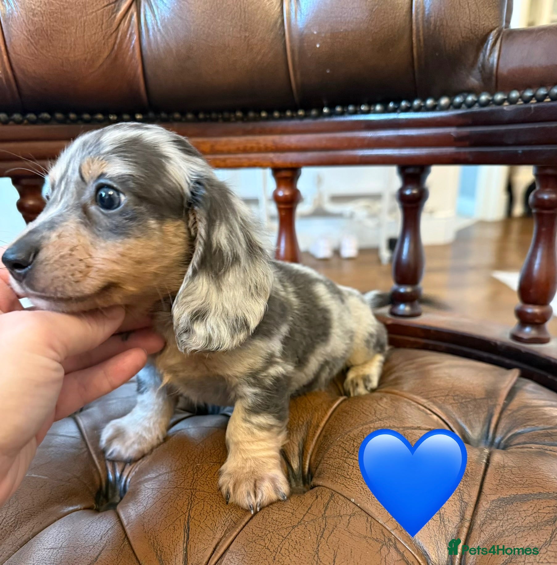 Miniature Dachshund dogs Beautiful LH & SH Dapples Miniature Dachshund Pups - Advert 2