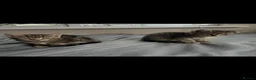 Domestic Shorthair cats for sale: Two beautiful male kittens.  - Advert 2