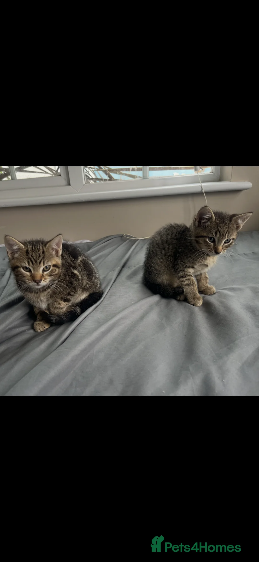 Domestic Shorthair cats for sale: Two beautiful male kittens.  - Advert 2