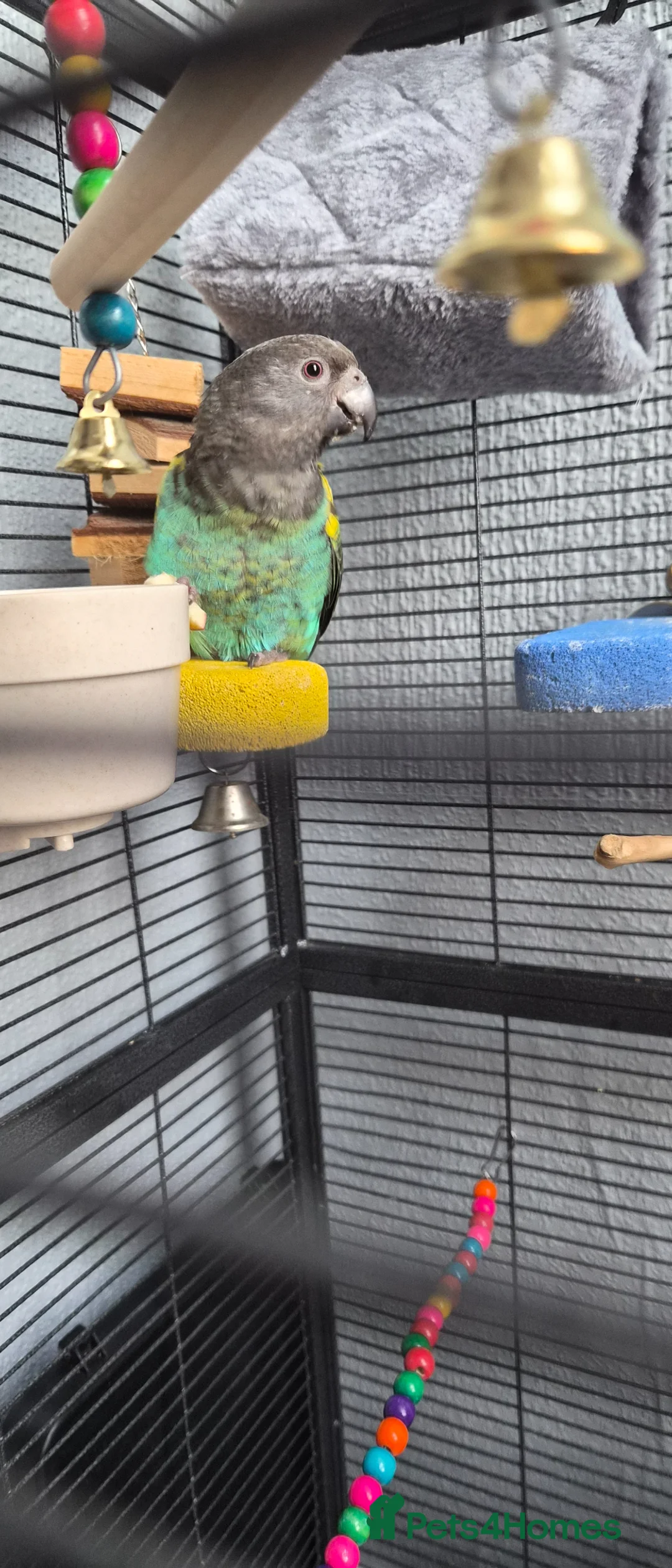 Parrots birds for sale: DNA tested Male Meyers Parrot  in Grimsby - Advert 3