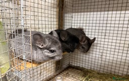 Chinchilla rodents for sale: Males and female chinchillas.  - Advert 1