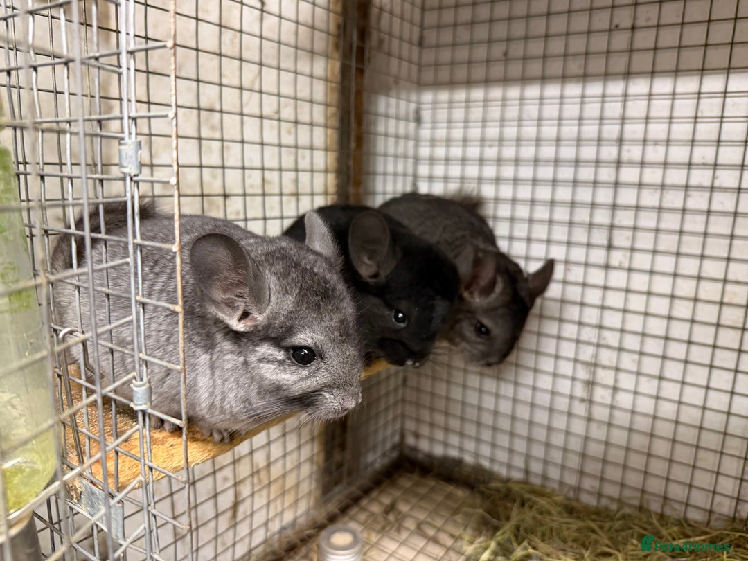 Chinchilla rodents for sale: Males and female chinchillas.  - Advert 1