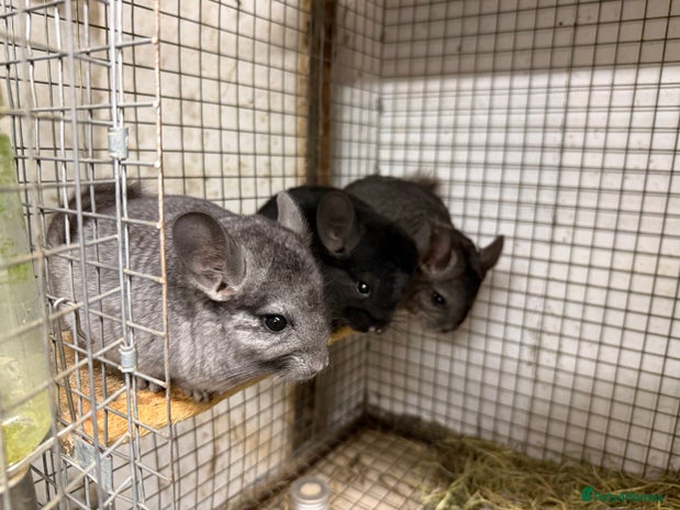Chinchilla rodents Males and female chinchillas. - Advert 1