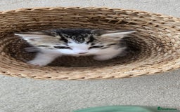 Mixed Breed cats for sale: Heart-Marked & Beautiful Kittens Ready - Image 17