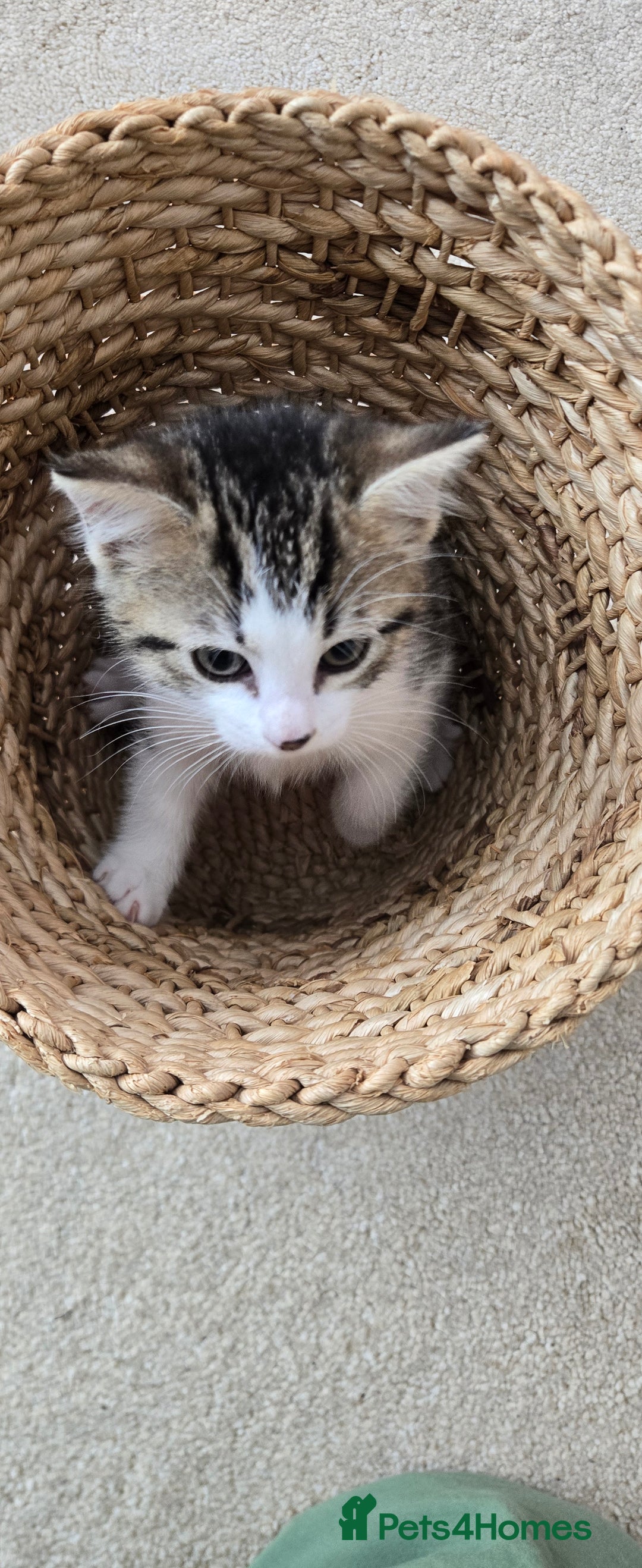 Mixed Breed cats for sale: Heart-Marked & Beautiful Kittens Ready - Image 17