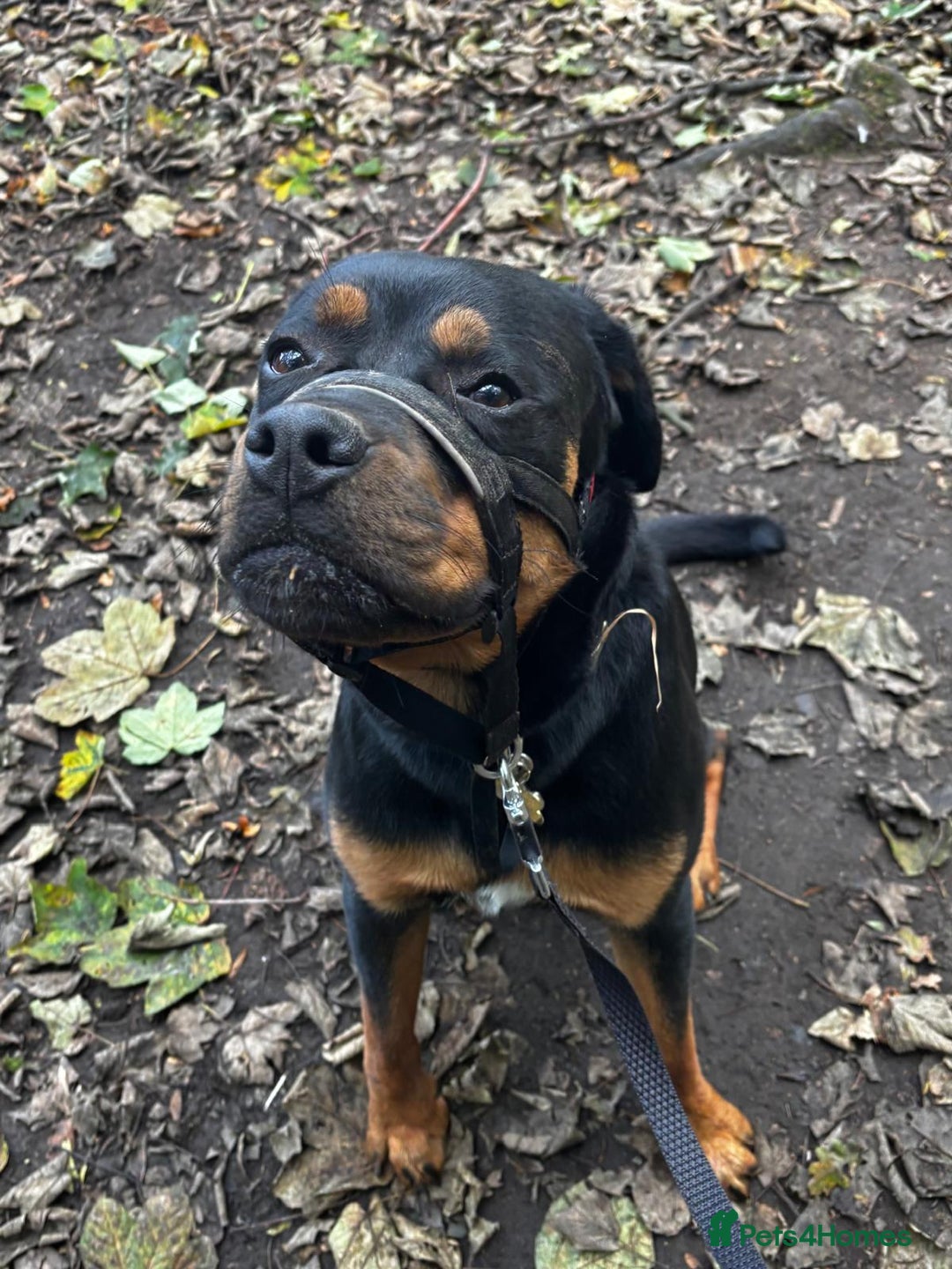 Rottweiler dogs for sale: 9 1/2 Month old Rottweiler - Image 2