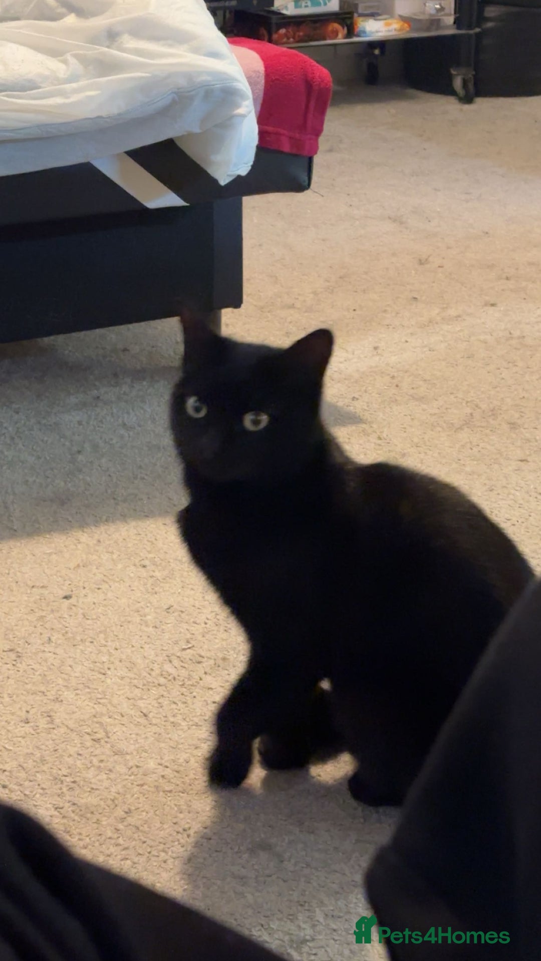 Mixed Breed cats for sale: Mr Kitty looking for a new home - Advert 6