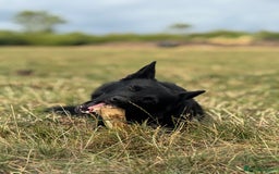 Belgian Shepherd Dog dogs for sale: A real good boy - Image 15