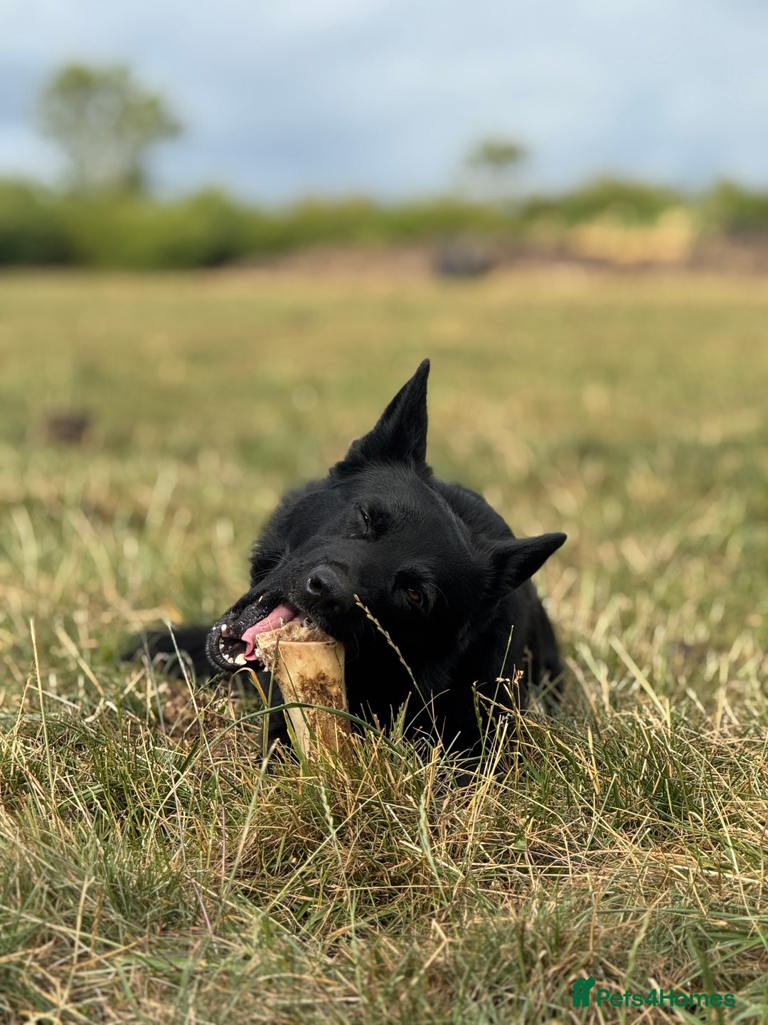 Belgian Shepherd Dog dogs for sale: A real good boy - Image 15
