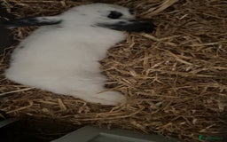 Dwarf Lop rabbits for sale: Male un neutered dwarf lop in Bishop Auckland - Image 6