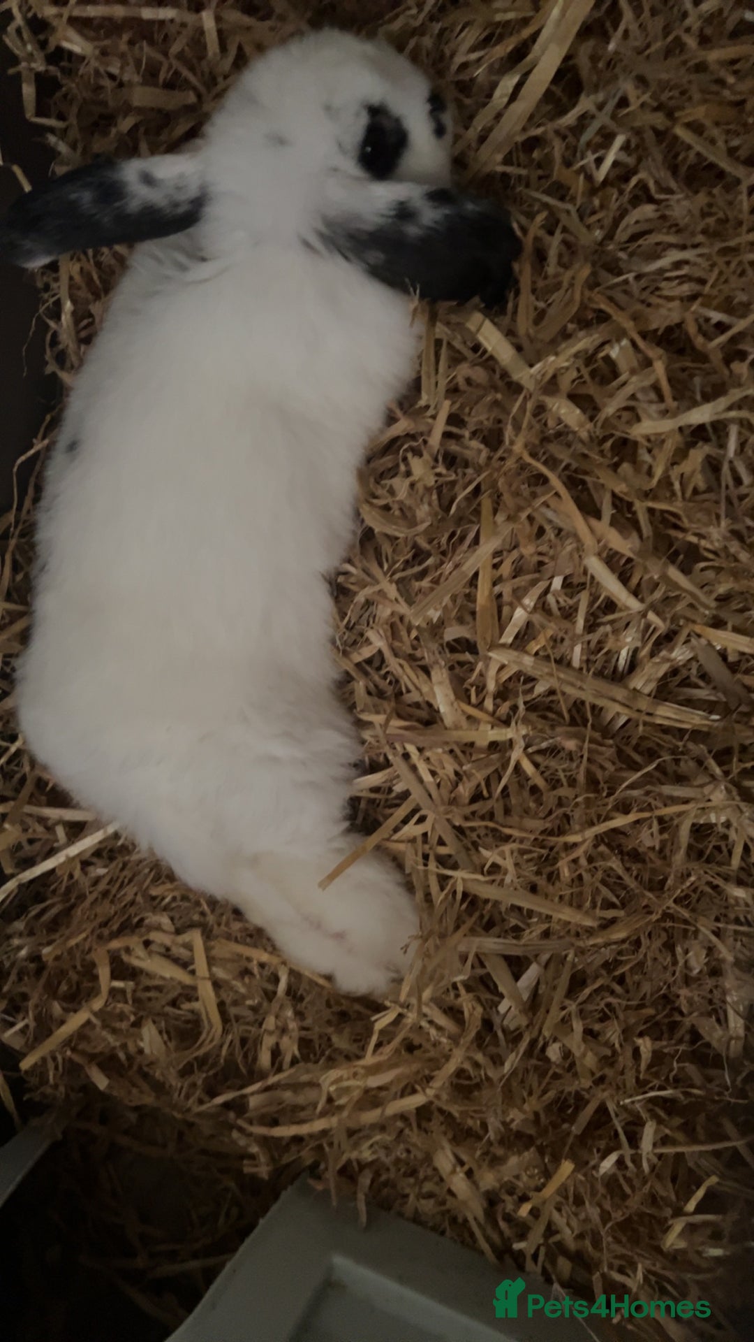 Dwarf Lop rabbits for sale: Male un neutered dwarf lop in Bishop Auckland - Image 6