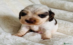 Cocker Spaniel dogs for sale: Quality Show Type Cocker Spaniel Puppies - Image 3