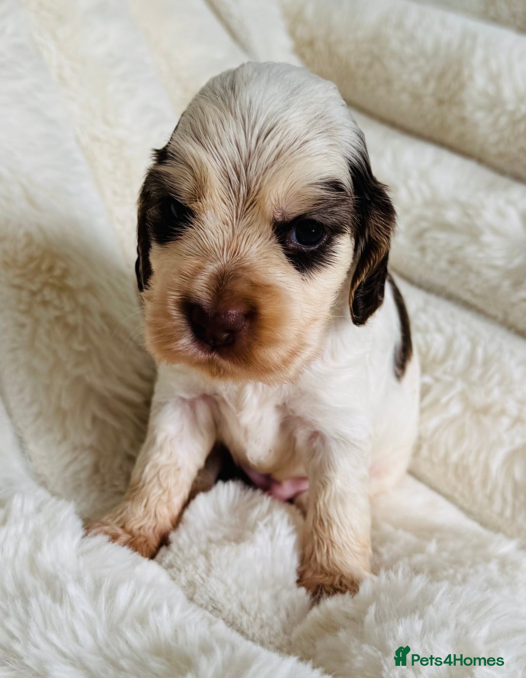 Cocker Spaniel dogs for sale: Quality Show Type Cocker Spaniel Puppies - Image 3