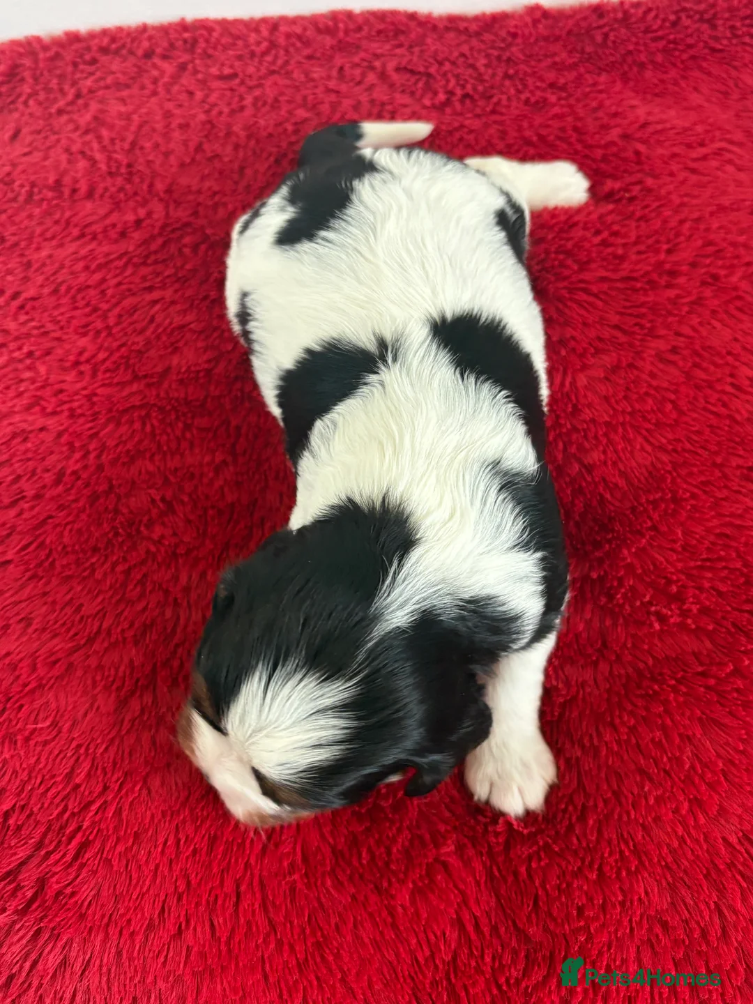 Cavalier King Charles Spaniel dogs for sale: 1 tri girl left - kc & health tested parents ❤️ - Advert 16