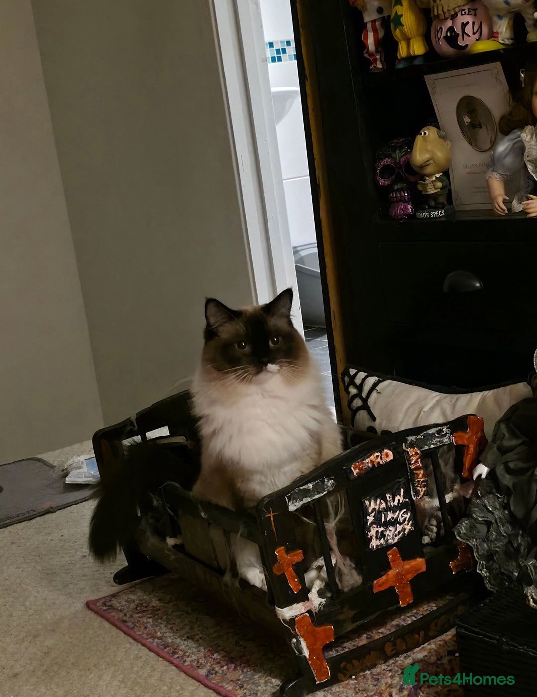 Ragdoll cats for sale: Beautiful Seal Point Ragdoll - Advert 4