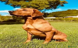 Labrador Retriever dogs for sale: Beautiful Labrador Retriever puppies - Image 17