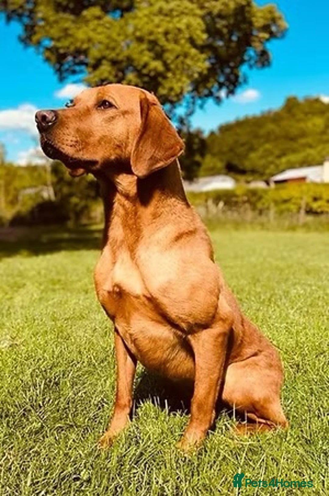 Labrador Retriever dogs for sale: Beautiful Labrador Retriever puppies - Image 17