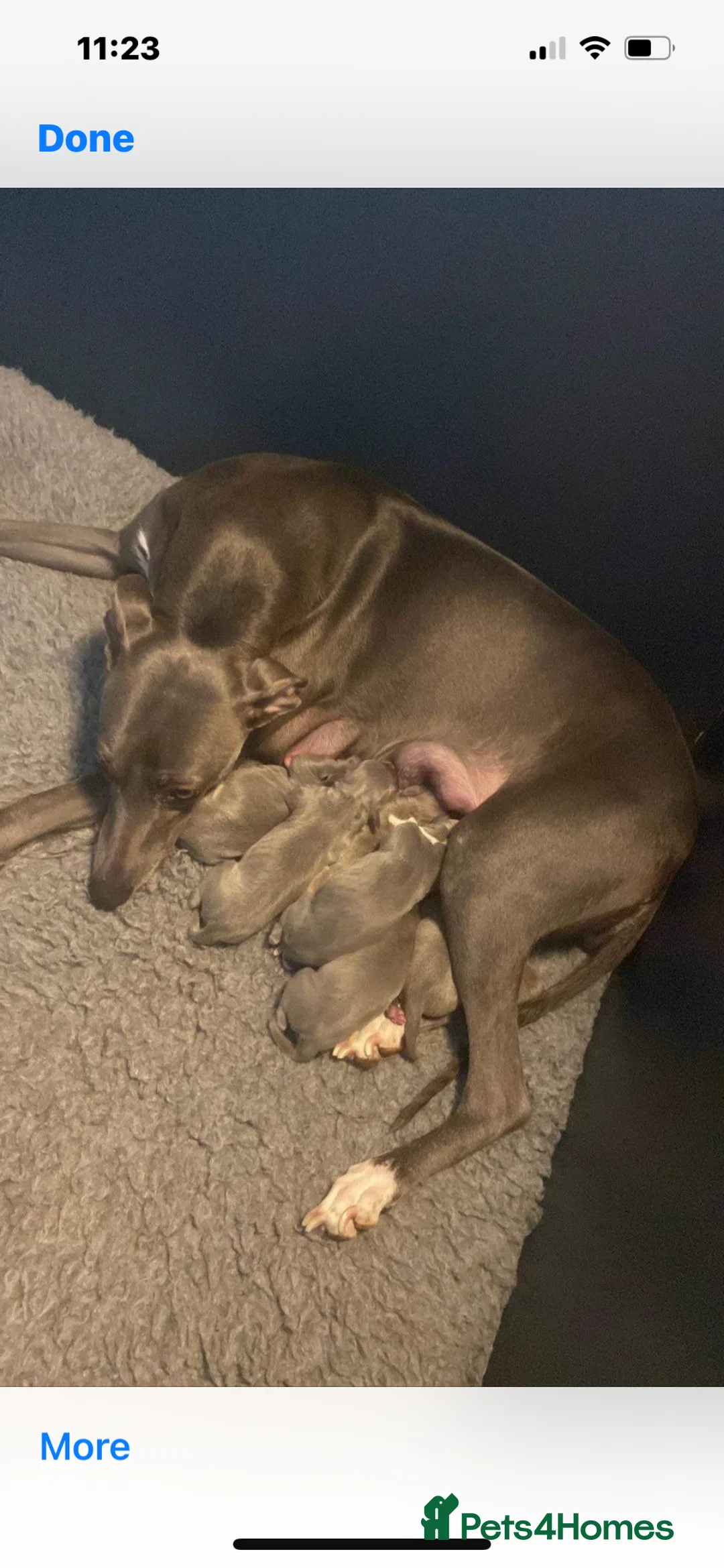 Whippet dogs for stud: Small 19",heart test clear,Full Blue Kc reg stud in Bishop Auckland - Advert 37