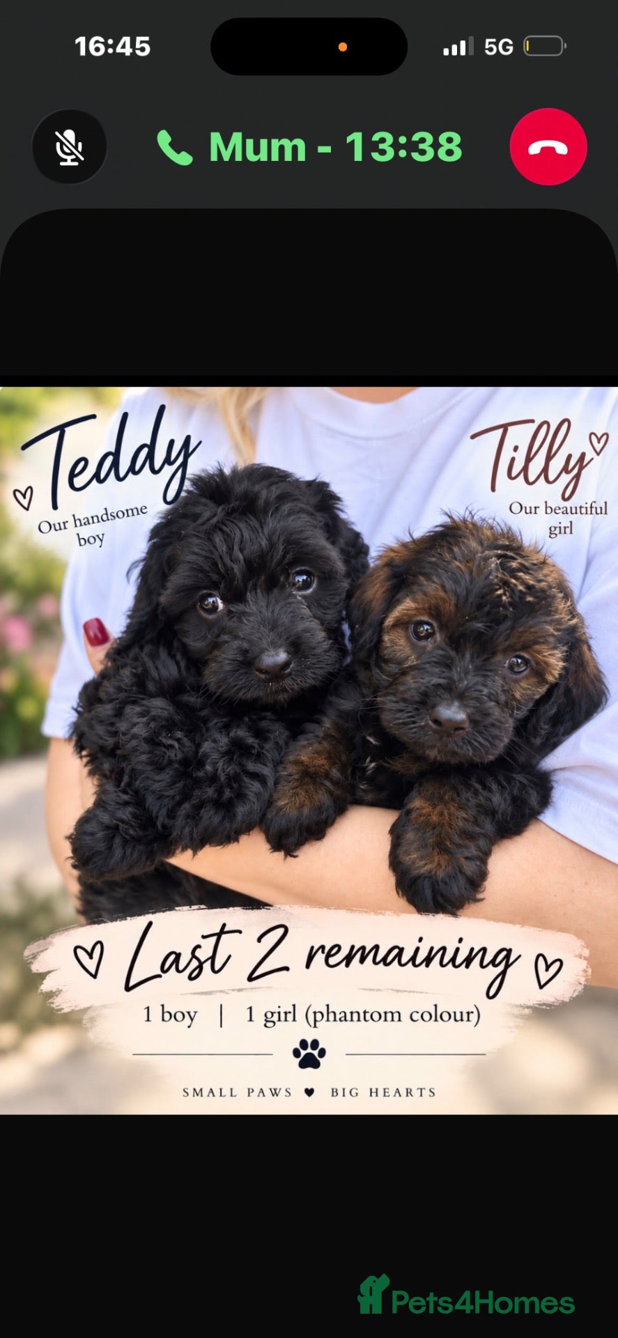 Cockapoo dogs Cockapoo puppies F1B - Advert 1