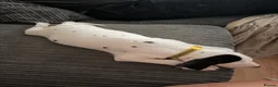 Dalmatian dogs for sale: RKG Dalmatian pups ready this weekend  - Advert 10