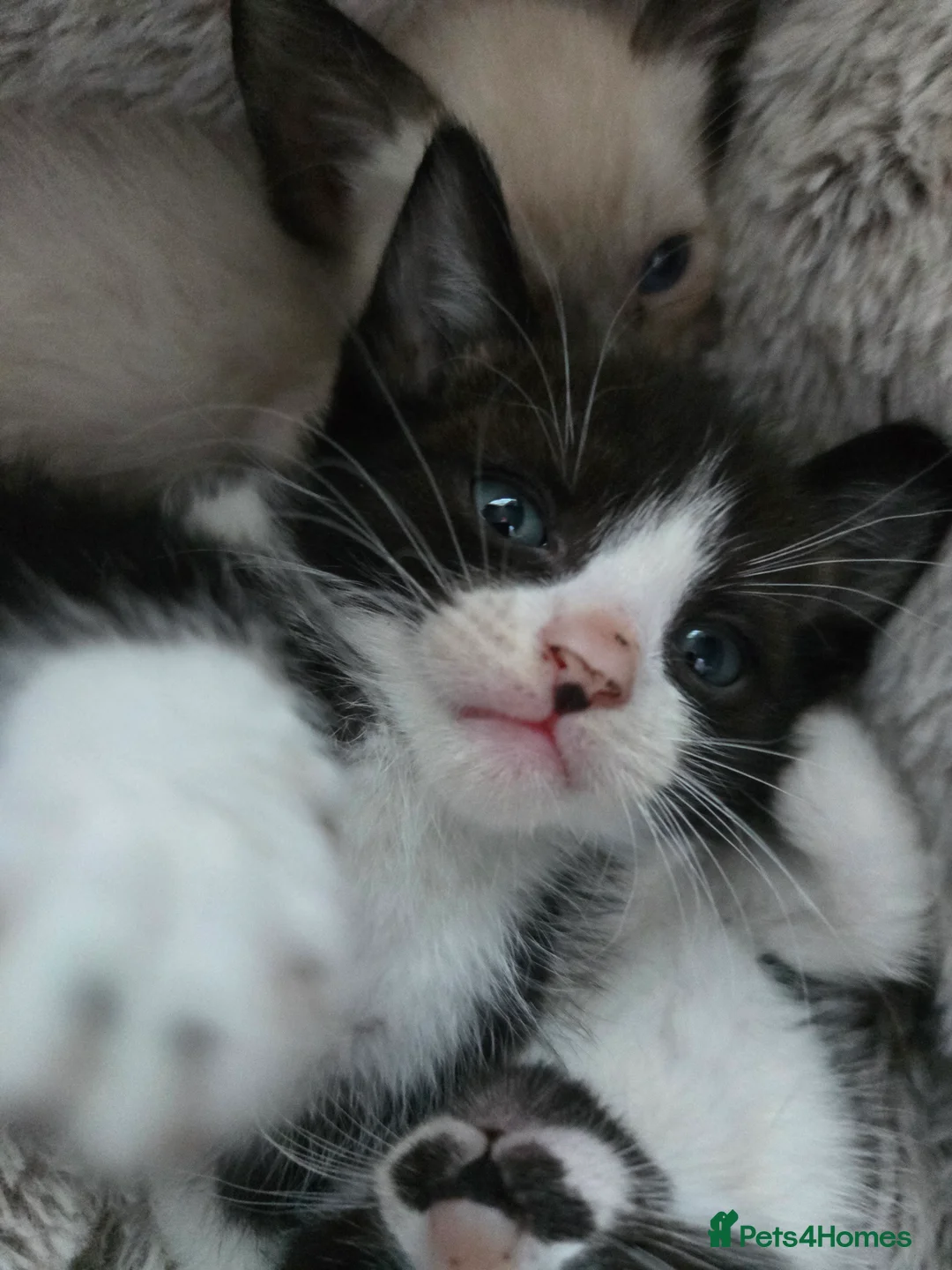 Siamese cats for sale: Beautiful siamese boys and girls  - Advert 21