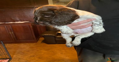 Sprocker dogs - Advert 10