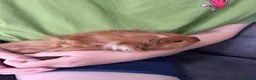 Guinea Pig rodents for sale: Male guinea pig in Beverley - Advert 3