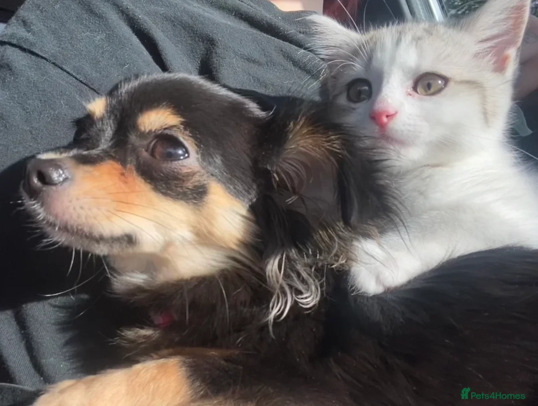 Mixed Breed cats for sale: 2 year old Scottish Straight X girl - Advert 9