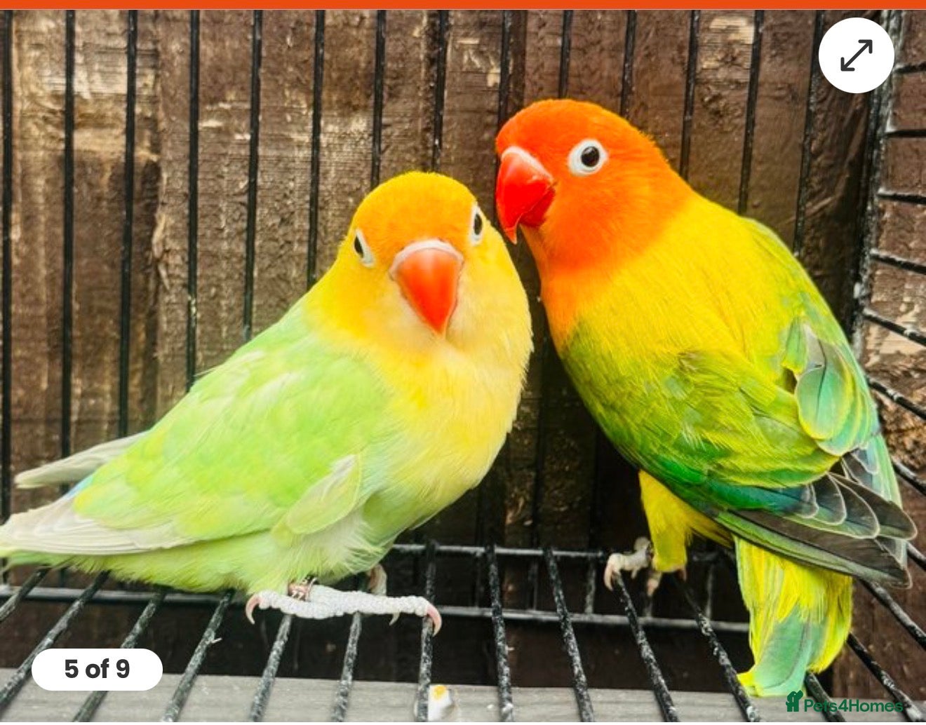 Lovebirds birds Breeding pair - Advert 2