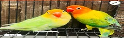 Lovebirds birds for sale: Breeding pair - Advert 1